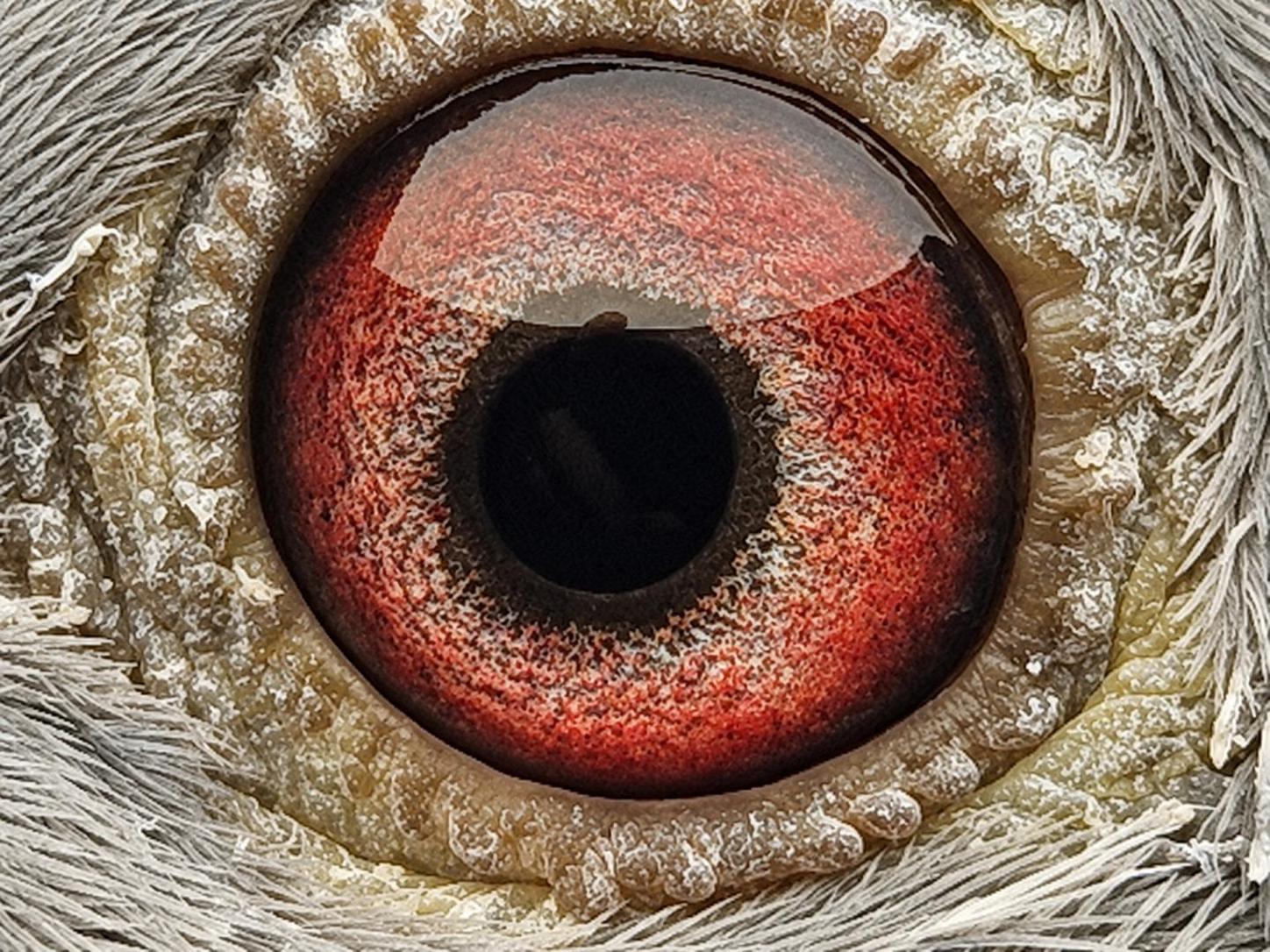 Pigeon eye